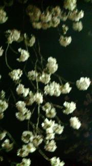  �����m�X