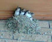  �ړI�n�͖Y�p�̒�